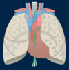 Lymphatics