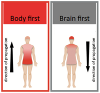 Body-first and brain-first