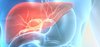 Liver and Gut